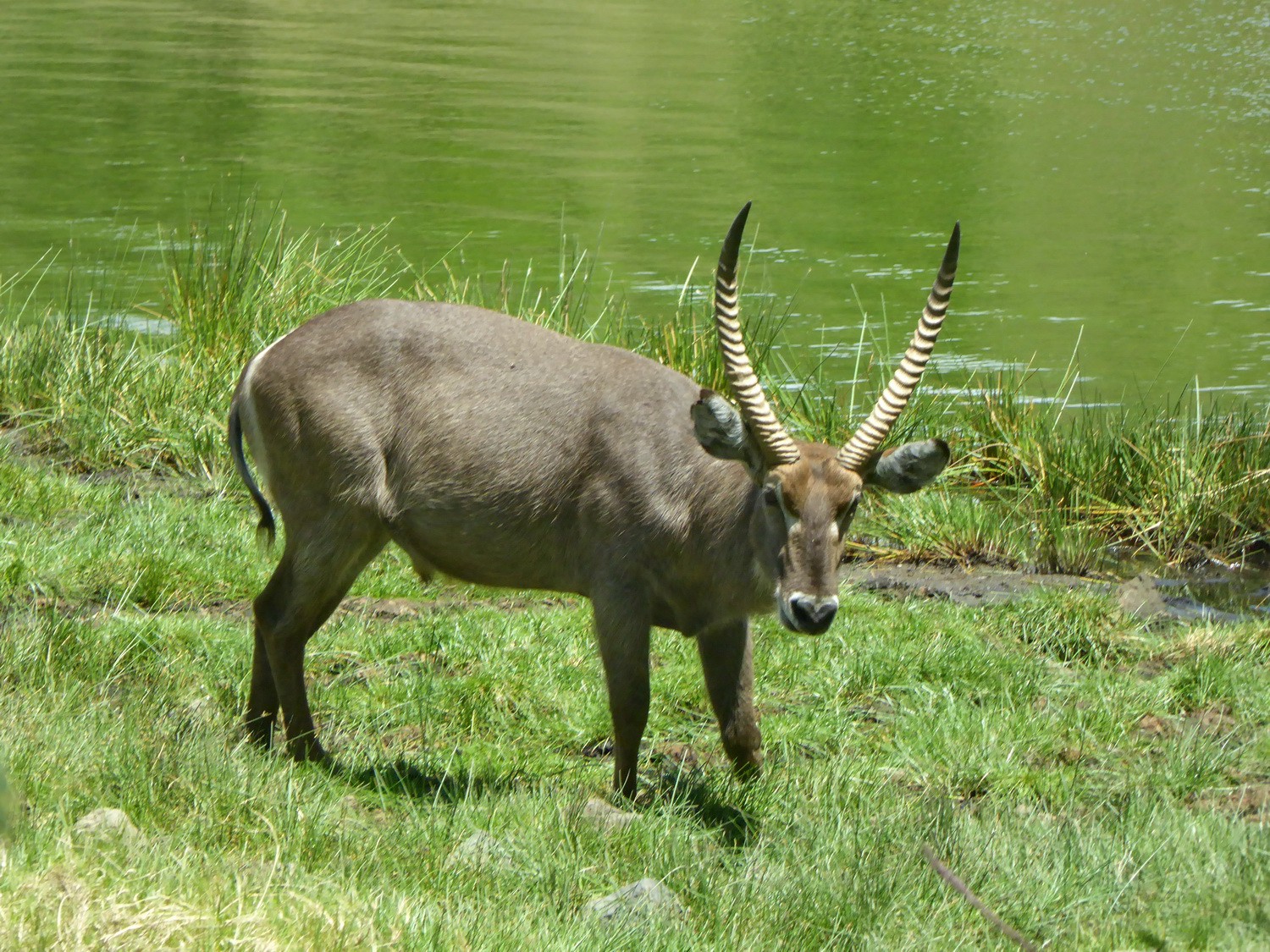 Waterbuck in the Arusha National Park on foot of Mount Meru